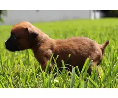 AKC Boxer Puppies for Adoption - 5