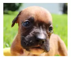 AKC Boxer Puppies for Adoption - 6