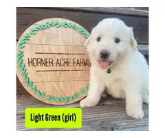 Four Great Pyrenees looking for new homes - 2