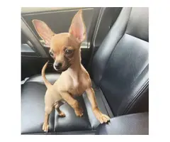 6 month old Chihuahua needing a good home - 1