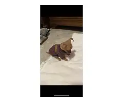 6 month old Chihuahua needing a good home - 5