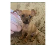 6 month old Chihuahua needing a good home - 6