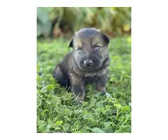 AKC German Shepherd puppies - 17