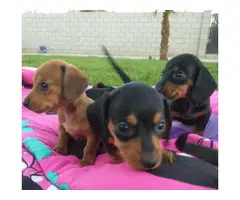 6 Miniature Dachshund puppies ready now - 1