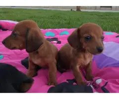 6 Miniature Dachshund puppies ready now - 3