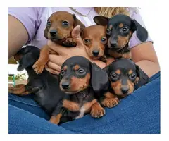 6 Miniature Dachshund puppies ready now - 4