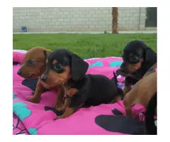 6 Miniature Dachshund puppies ready now - 7