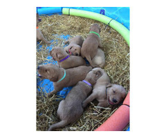 Golden Retriever puppies for sale 2 females and 6 males