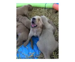 Golden Retriever puppies for sale 2 females and 6 males - 2