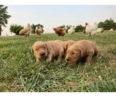 Golden Retriever puppies for sale 2 females and 6 males - 3