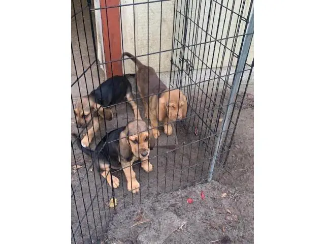 Akc 10 weeks old Bloodhound Puppies for Sale - 1/4
