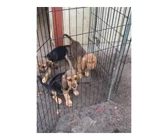 Akc 10 weeks old Bloodhound Puppies for Sale