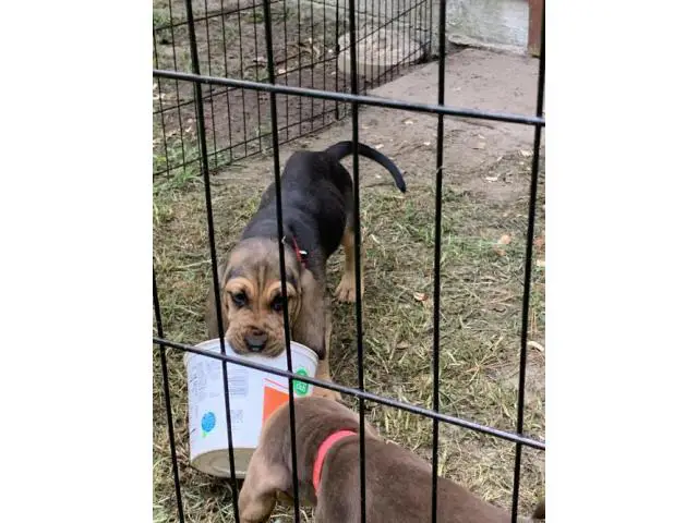 Akc 10 weeks old Bloodhound Puppies for Sale - 4/4