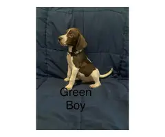 3 boy 1 girl Pointer puppies for sale