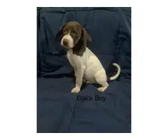 3 boy 1 girl Pointer puppies for sale - 2