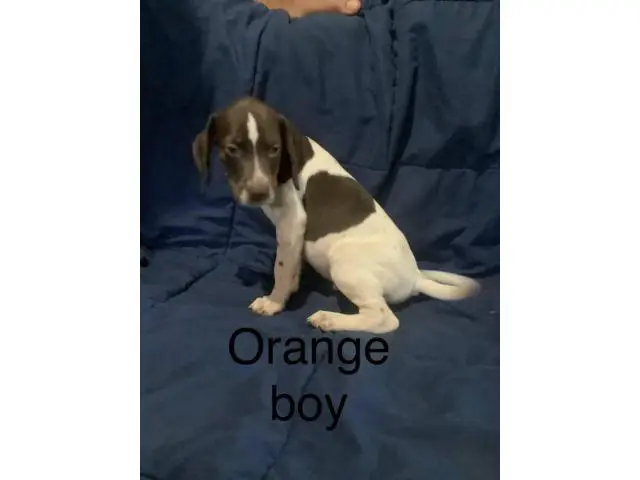 3 boy 1 girl Pointer puppies for sale - 3/4