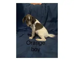 3 boy 1 girl Pointer puppies for sale - 3