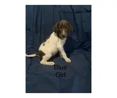 3 boy 1 girl Pointer puppies for sale - 4