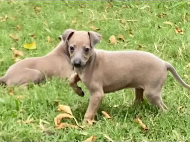 1 Akc male and 1 female Italian greyhound puppies available now - 1/4