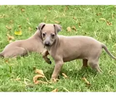1 Akc male and 1 female Italian greyhound puppies available now - 1