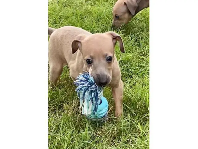 1 Akc male and 1 female Italian greyhound puppies available now - 2/4