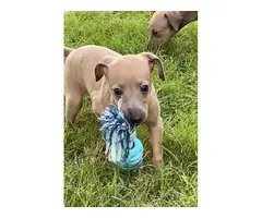 1 Akc male and 1 female Italian greyhound puppies available now - 2