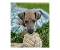1 Akc male and 1 female Italian greyhound puppies available now - 3