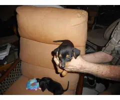 2 Black and tan Dachshund puppies - 2