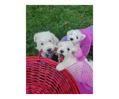 Beautiful schnoodle puppies for sale
