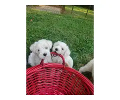 Beautiful schnoodle puppies for sale - 2