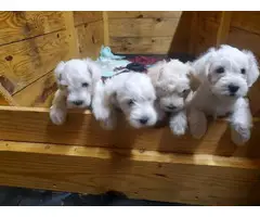 Beautiful schnoodle puppies for sale - 3