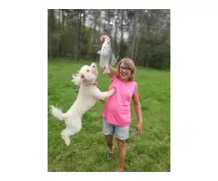 Beautiful schnoodle puppies for sale - 7