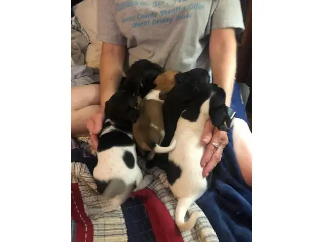 5 Chiweenie Puppies for sale - 1/13