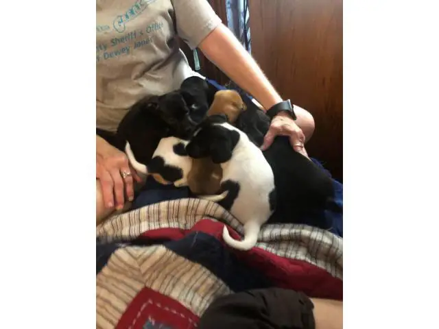 5 Chiweenie Puppies for sale - 2/13