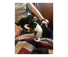 5 Chiweenie Puppies for sale - 2