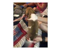 5 Chiweenie Puppies for sale - 5