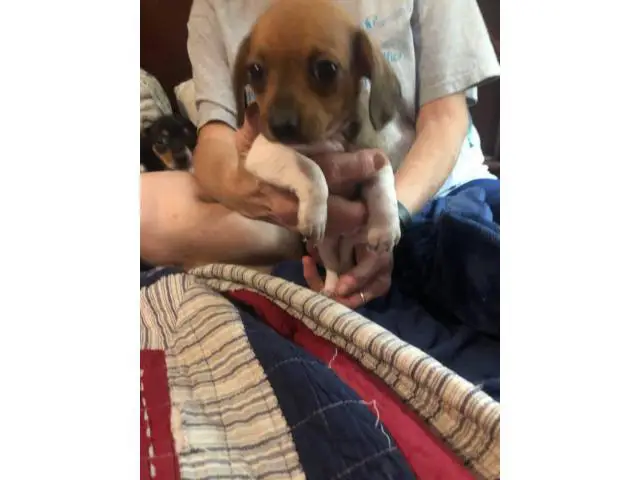 5 Chiweenie Puppies for sale - 6/13