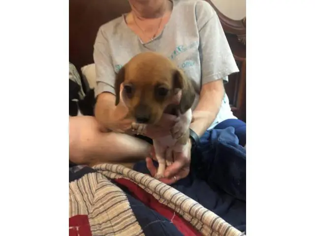 5 Chiweenie Puppies for sale - 7/13
