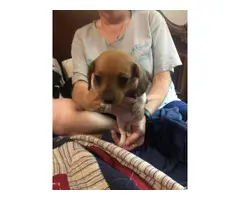 5 Chiweenie Puppies for sale - 7