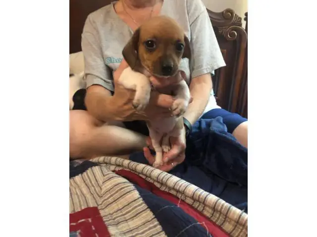 5 Chiweenie Puppies for sale - 8/13