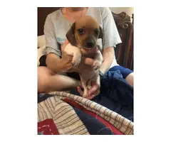 5 Chiweenie Puppies for sale - 8