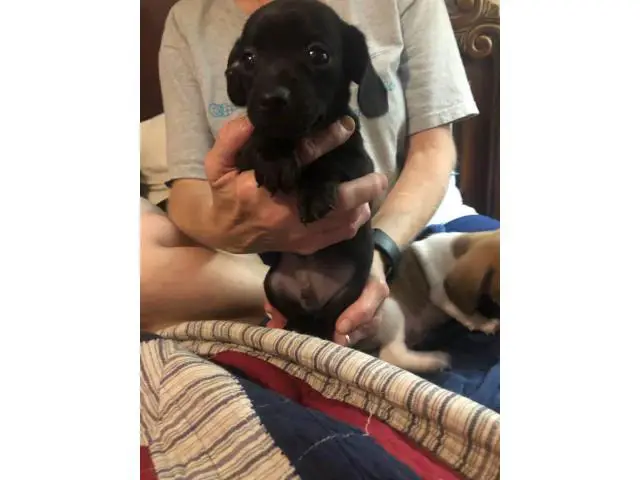 5 Chiweenie Puppies for sale - 9/13