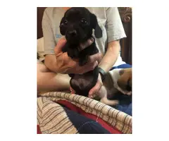 5 Chiweenie Puppies for sale - 9