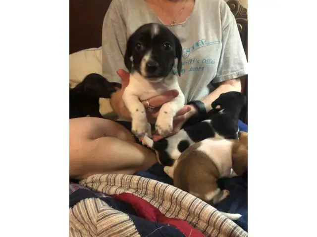 5 Chiweenie Puppies for sale - 12/13