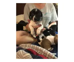 5 Chiweenie Puppies for sale - 12
