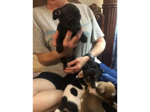 5 Chiweenie Puppies for sale - 13/13
