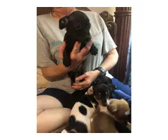 5 Chiweenie Puppies for sale - 13