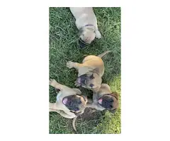 4 AKC Bullmastiff puppies for Sale