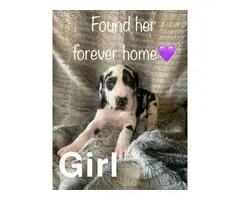 Great Dane puppies for adoption - 2