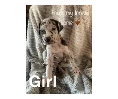 Great Dane puppies for adoption - 4